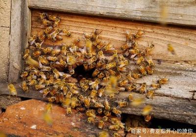 春季果园放蜂的技术要点要点有哪些？