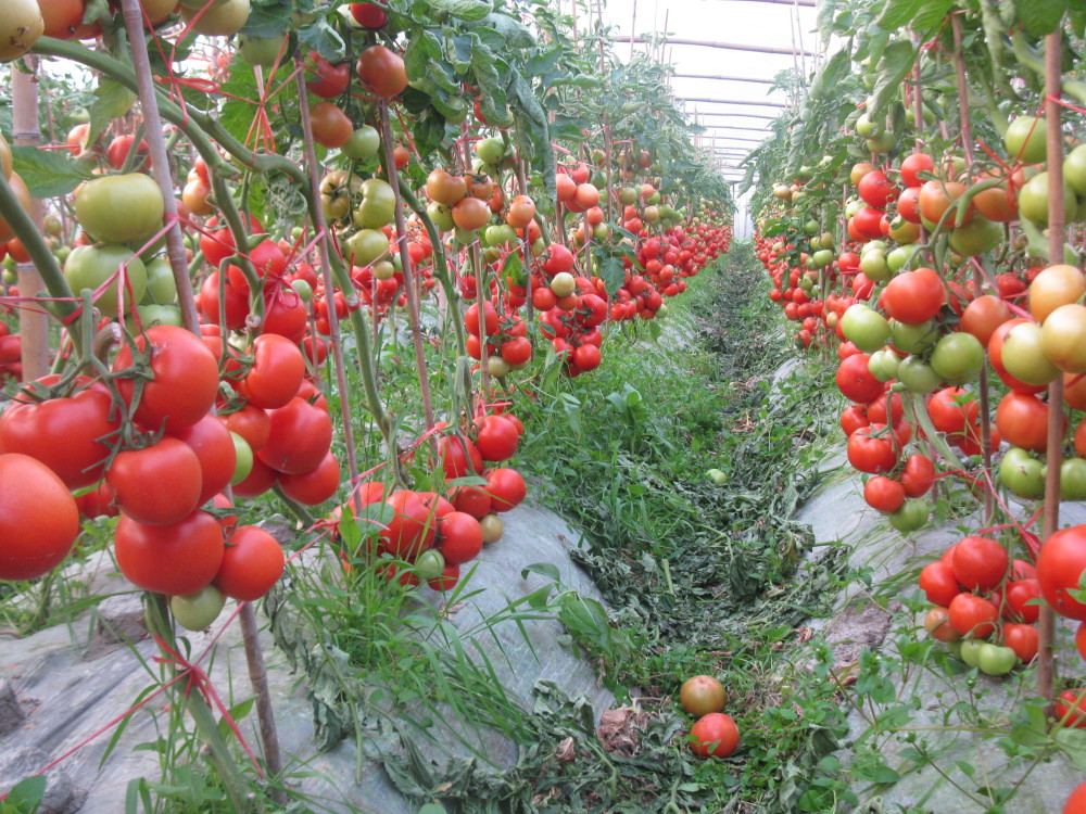 秋冬季温室番茄管理技术 番茄修剪追肥需要注意什么