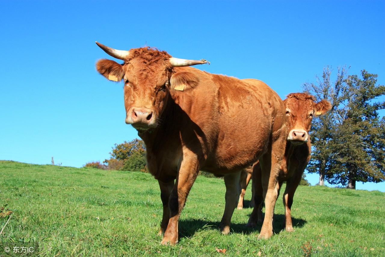 一头牛有多重？一般有多少斤？