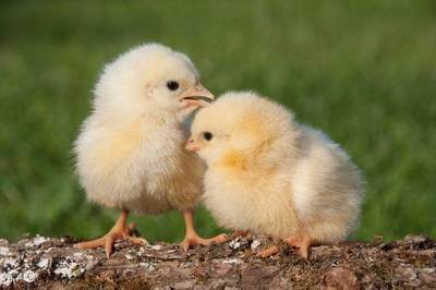 预产期蛋鸡有什么特点