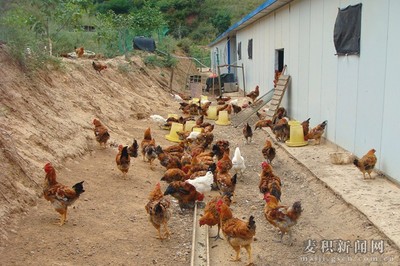 生态养鸡模式有哪些?生态放养鸡怎么养?