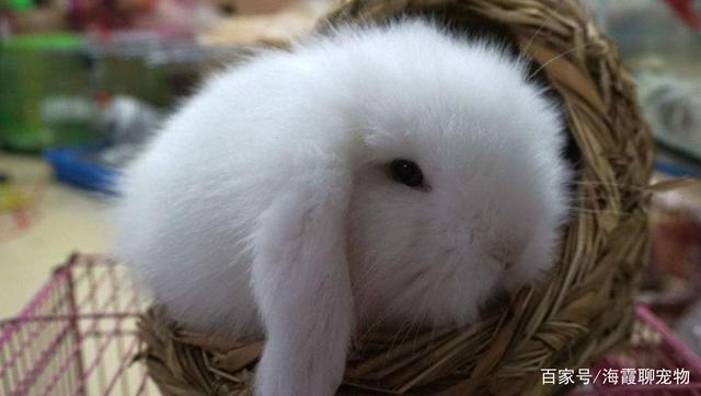 迷你垂耳兔能长多大？怎么养？