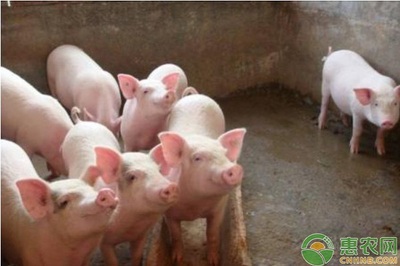 初产母猪饲料管理技巧