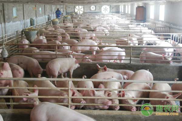 夏季母猪饲养管理技术要点