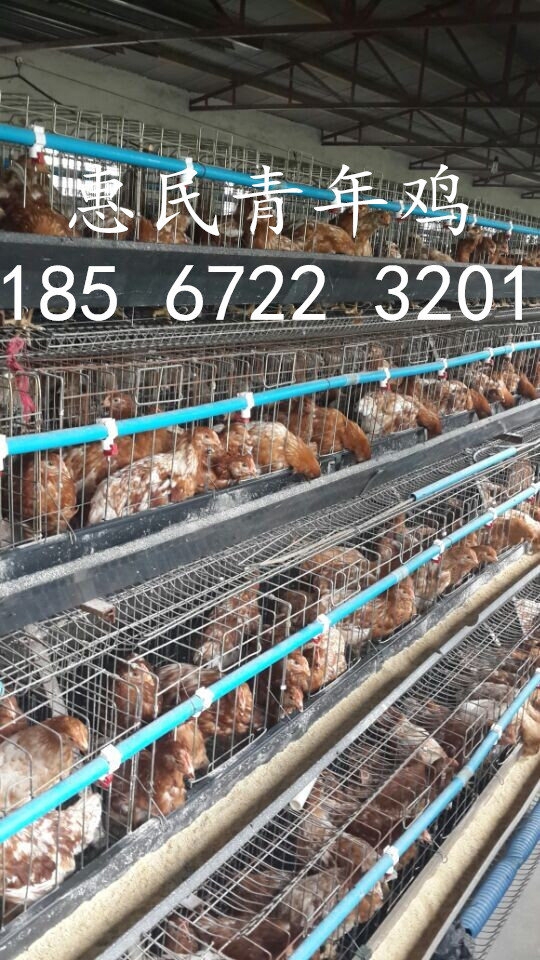 海兰褐蛋鸡养殖成本、利润及前景分析
