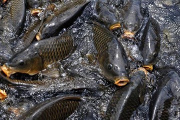 鲢鱼实用养殖技术