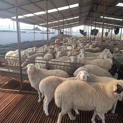 肉羊养殖利润与成本分析，养殖肉羊利润有多高？