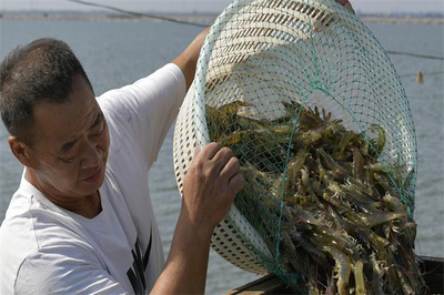 日本对虾的几种收捕方法