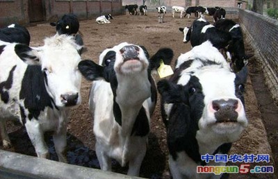 奶牛养殖场怎么建设?夏季养殖奶牛要注意什么？
