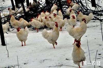 冬季如何养鸡才能养好？