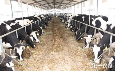 奶牛养殖现状如何？奶牛养殖成本及利润分析