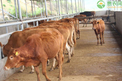 黄牛养殖成本与利润分析