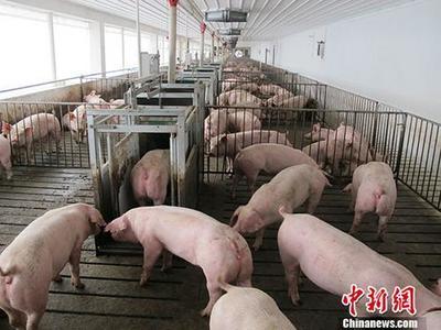 暂停执行养殖场选址距离规定 允许楼房养猪