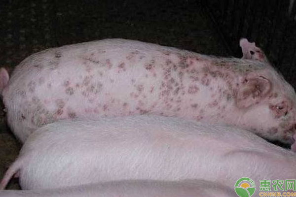 猪圆环病毒感染的症状及防治