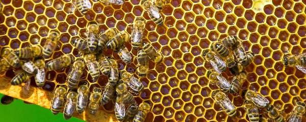 中华蜜蜂品种有哪些？如何才能养好?