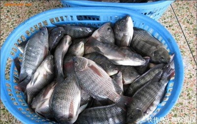 出口达标罗非鱼养殖技术