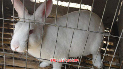 养殖兔子投资多少钱？