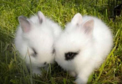 养殖宠物兔赚钱吗？宠物兔养殖利润及前景怎样？