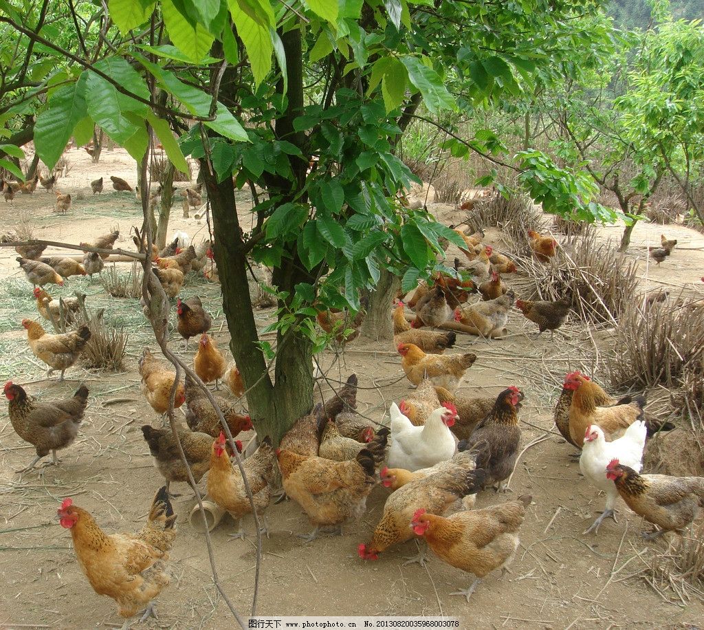 草鸡养殖成本及利润，林下养鸡3000只成本?