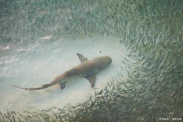 淡水鲨鱼人工繁殖技术