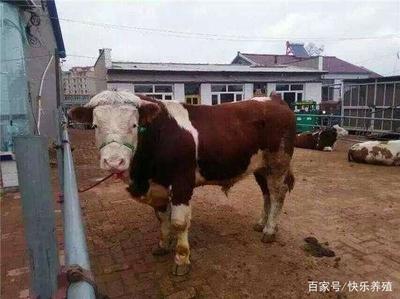 想养牛应该先准备什么？