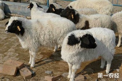高温夏季给羊降温的4种方法
