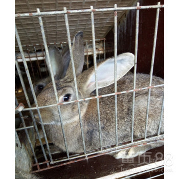 野兔价格多少钱一只?野兔养殖效益如何?