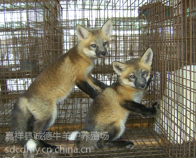 狐狸养殖场建设实施方案