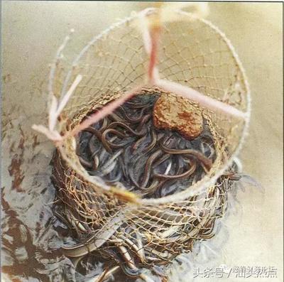 鳗鱼养殖之鳗苗第一阶段驯养方法