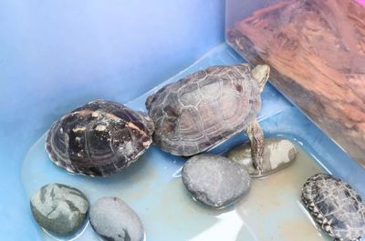 乌龟的生长发育与水温