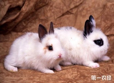 宠物兔吃什么食物长得快?