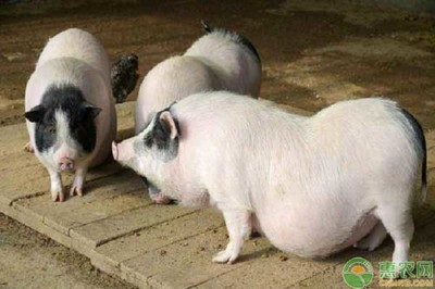 香猪养殖利润与成本分析