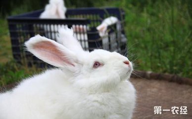 兔子在不同季节的饲养管理要点