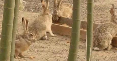 野兔养殖成本和利润怎样？养野兔有风险吗？