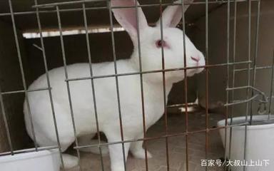肉兔养殖技术要点