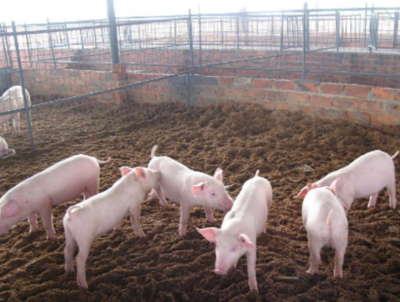 养猪成本及利润的计算方法