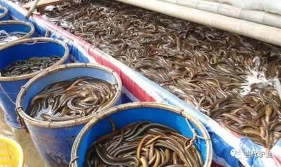 鳝鱼养殖技术有哪几种方式?鳝鱼养殖风险有哪些