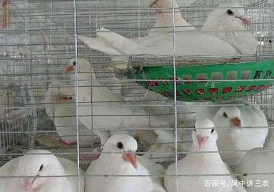 肉鸽养殖新手鸽子厂挑选种鸽四要点