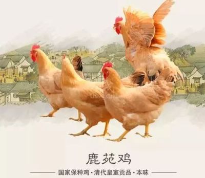 鹿苑鸡的特点有哪些？鹿苑鸡生产性能怎么样？