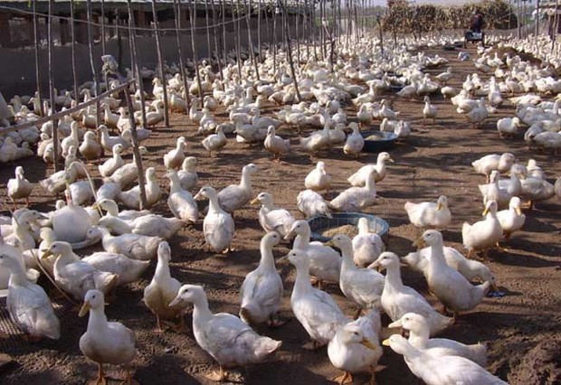 肉鸭养殖前景如何？未来发展方向在哪里？