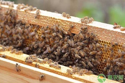 蜜蜂养殖技术要点（新手必备）