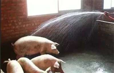 夏季养猪 重视防潮