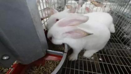怎样养兔子才能多赚钱?