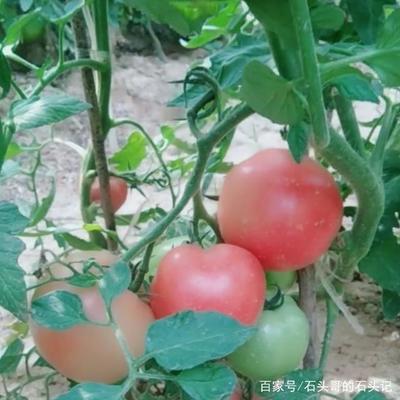 秋季番茄管理技巧 番茄种植注意事项
