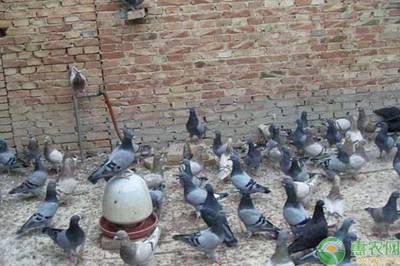 肉鸽养殖效益及前景分析