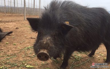 皮特兰猪养殖效益如何？皮特兰猪养殖前景怎样？