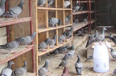肉鸽养殖技术中的经典保健砂配方