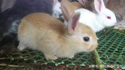 兔子怎么养才长得快?咋养兔子效益好?