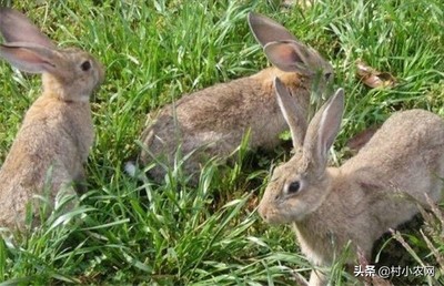 养兔子赚钱吗?养兔子成本、利润及前景分析