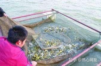 有效降低黄颡鱼养殖成本